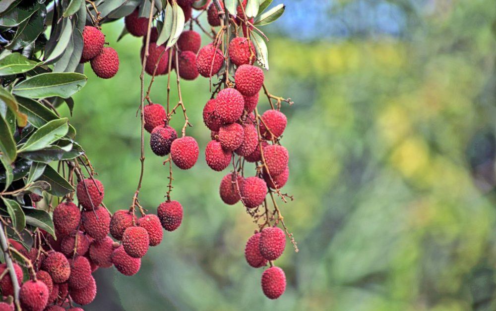 Lychee-Litchi