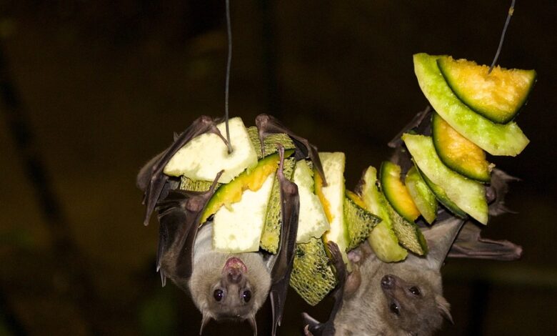 Nipah Virus strikes Kerala again, man died in Malappuram