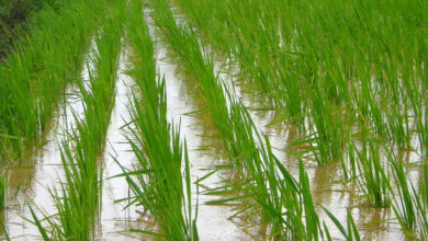 Crop-Farming