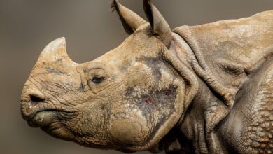Rhino