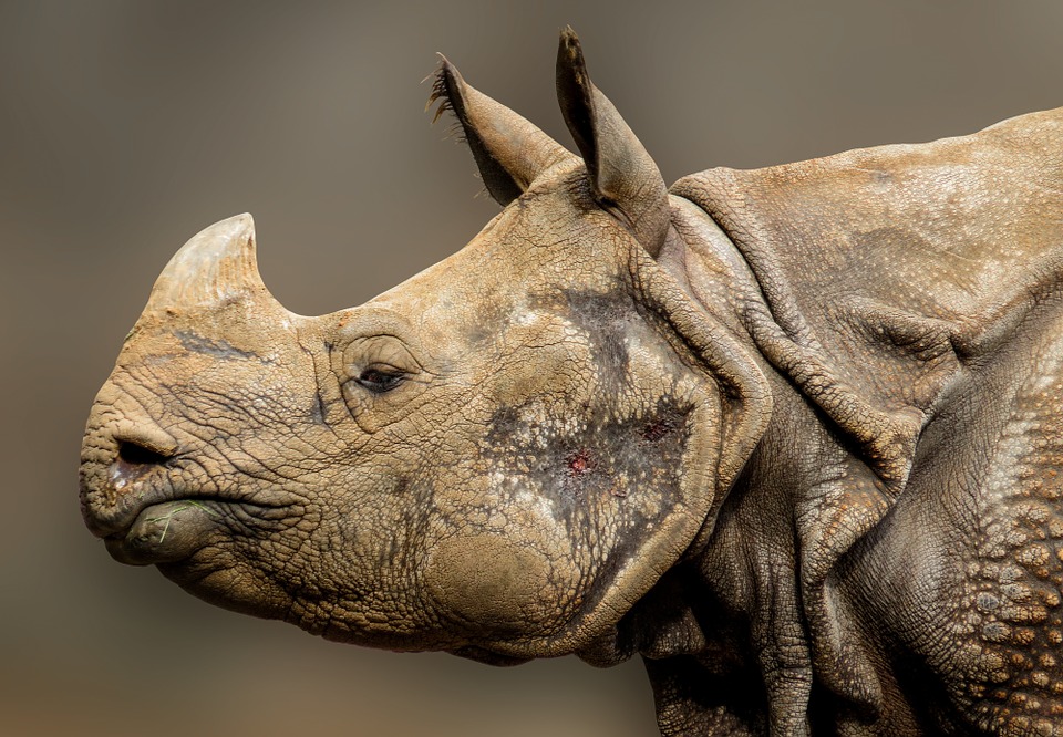 Rhino