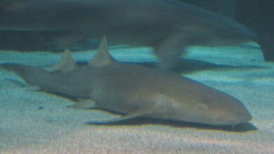 Shark