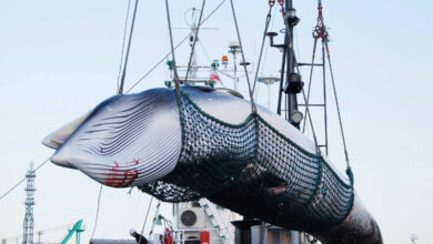 Whaling-Japan