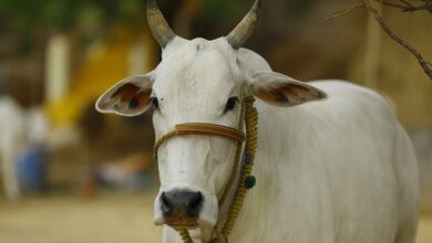 Government will give 60% funding for cow dung, urine startups