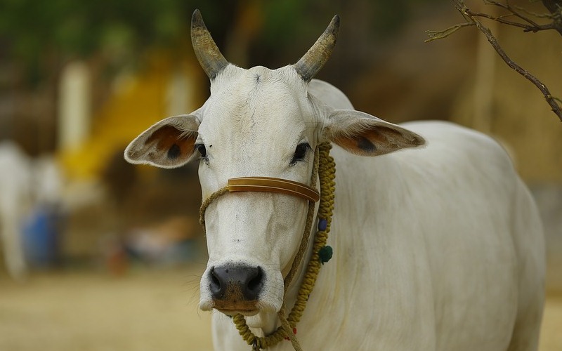 Government will give 60% funding for cow dung, urine startups