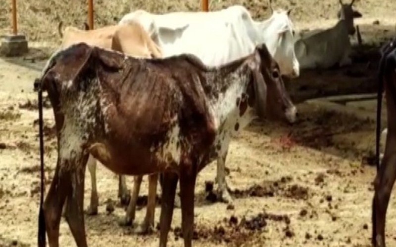 Cattle population increased by 18% in the country: Report