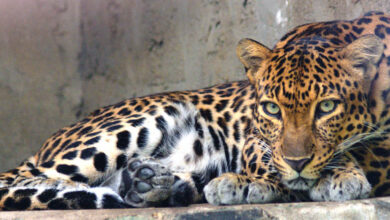 Leopard spotted in Kukatpally