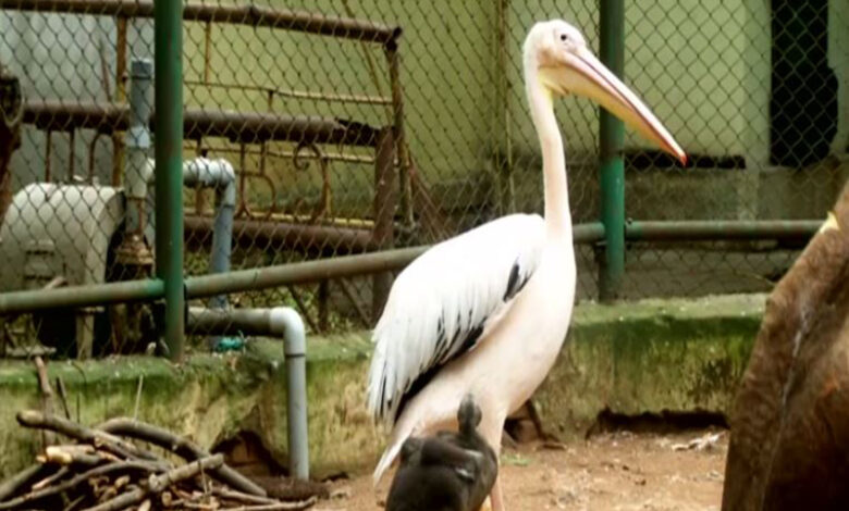 Pelicans drenched in Black Oil are rescued in Chennai