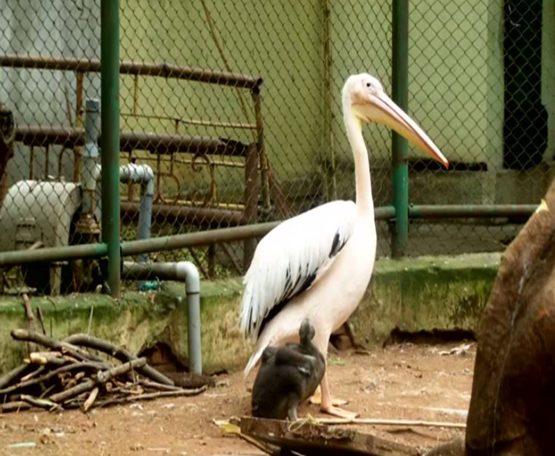 Pelicans drenched in Black Oil are rescued in Chennai