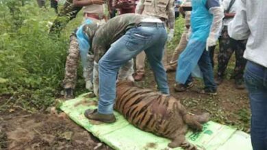Tigress died after eating poisoned wild boar