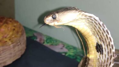 Forest officials, NOGs rescue snakes in Hyderabad