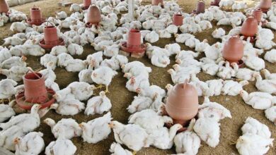 Chicken prices nosedive owing to festive seasons