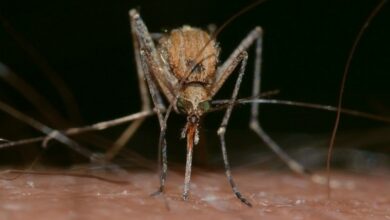 Mosquito-borne diseases on the rise