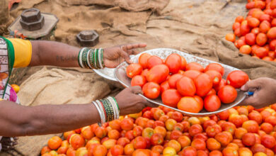 Hyderabad: Tomato prices ease as import resumes