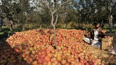 Kashmiri apples make an appearance at UAE supermarkets