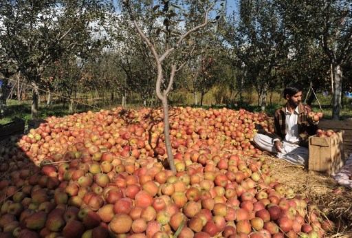 Kashmiri apples make an appearance at UAE supermarkets
