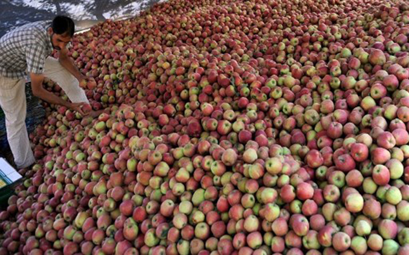 Government to procure Kashmiri apples