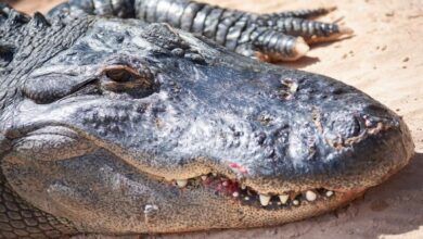 Researchers identify prehistoric crocodile