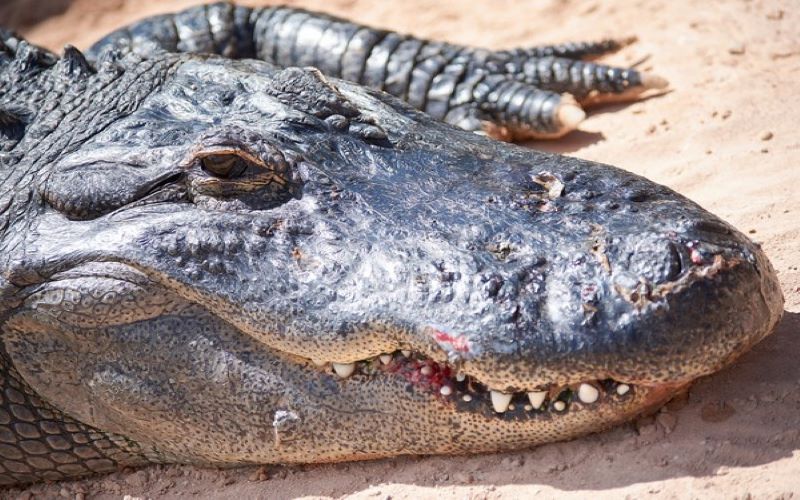 Researchers identify prehistoric crocodile