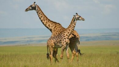 Dark coloured giraffes less friendly: Study