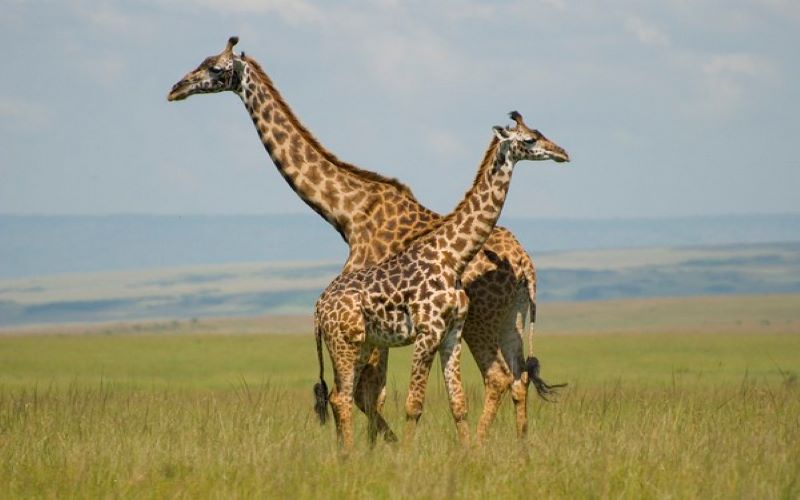 Dark coloured giraffes less friendly: Study
