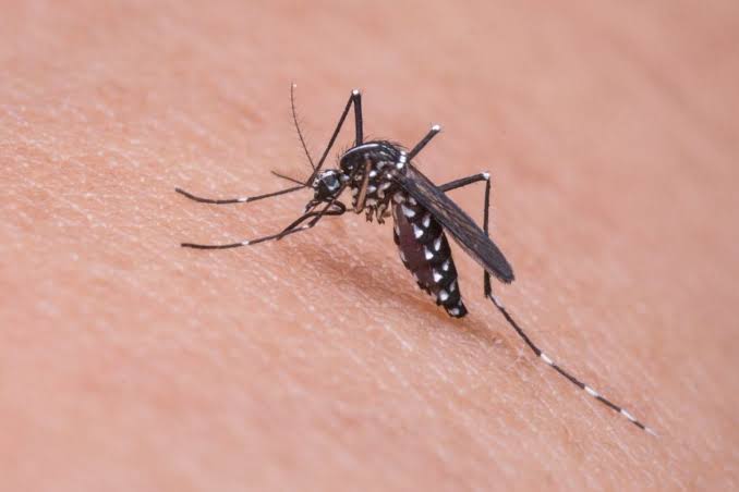 Dengue-the killer mosquito fever on rise in Telangana