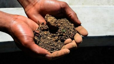 Climate change may impact ability of soil to absorb water: Study