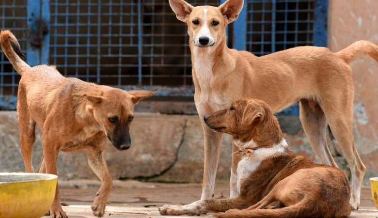 Telangana: 42-day-old infant dies in an attack by stray dogs