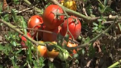 Hybrid seed varieties augment vegetable cultivation in J-K