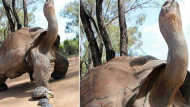 344-year-old tortoise with 'healing powers' died in Africa