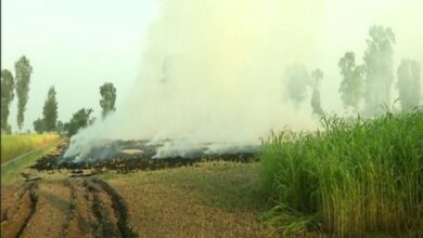 Haryana: Stubble burning continues in Fatehabad despite ban