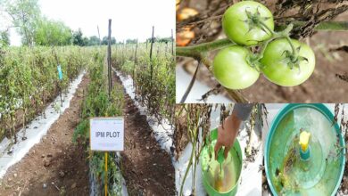 TS: Scientists develop IPM method to combat tomato pest