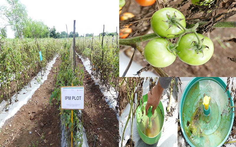 TS: Scientists develop IPM method to combat tomato pest