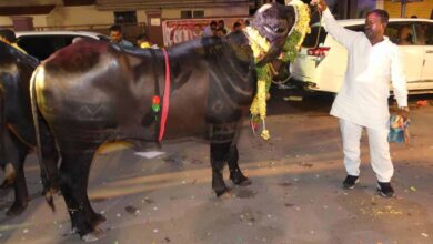 Bulls participates In Sadar Festival at Narayanguda In Hyderabad