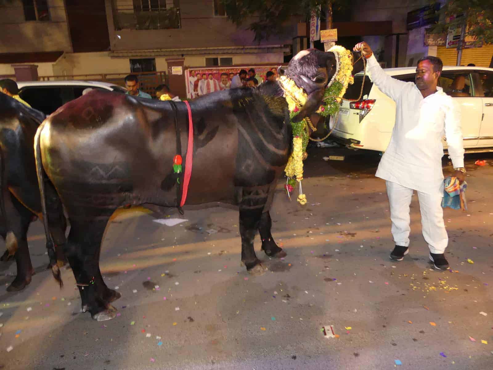 Bulls participates In Sadar Festival at Narayanguda In Hyderabad