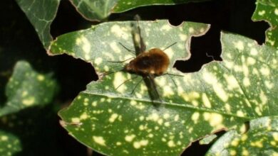 Here's how we can look at world's deadliest crop killers