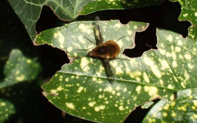 Here's how we can look at world's deadliest crop killers