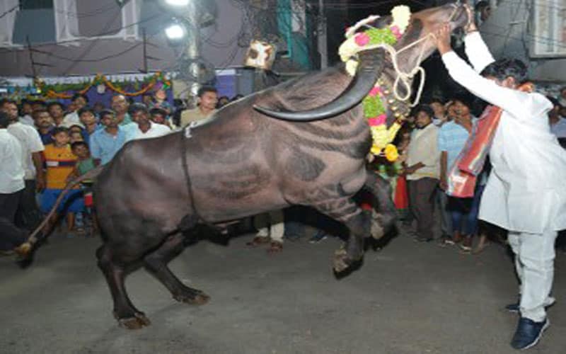 Hyderabad to celebration carnival of buffaloes as part of Diwali