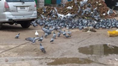 Hyderabad: 500 pigeons of Mozamjahi Market release in Srisailam