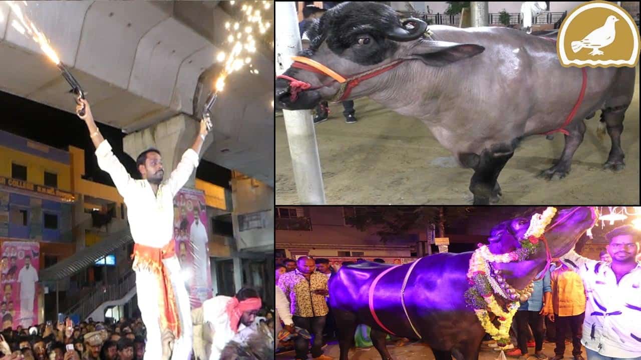 Diwali celebrations climax with best bullocks show in Hyderabad