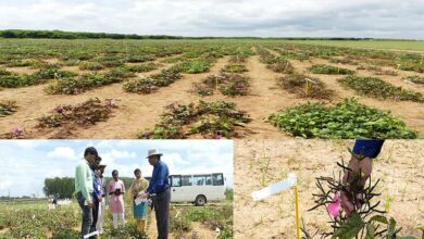 WorldVeg plants 2266 accessions of Black Gram in Hyderabad