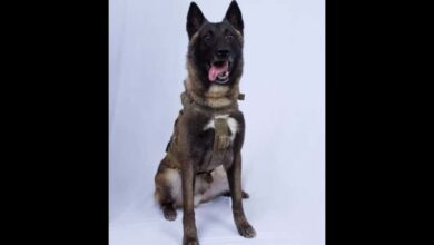 'Hero" dog to get a White House homecoming: Trump