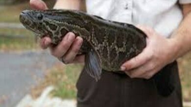 A species of fish that survives on land discovered in Georgia