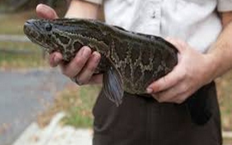 A species of fish that survives on land discovered in Georgia