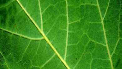 Artificial leaf successfully produces clean gas!