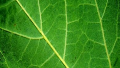 Artificial leaf successfully produces clean gas!