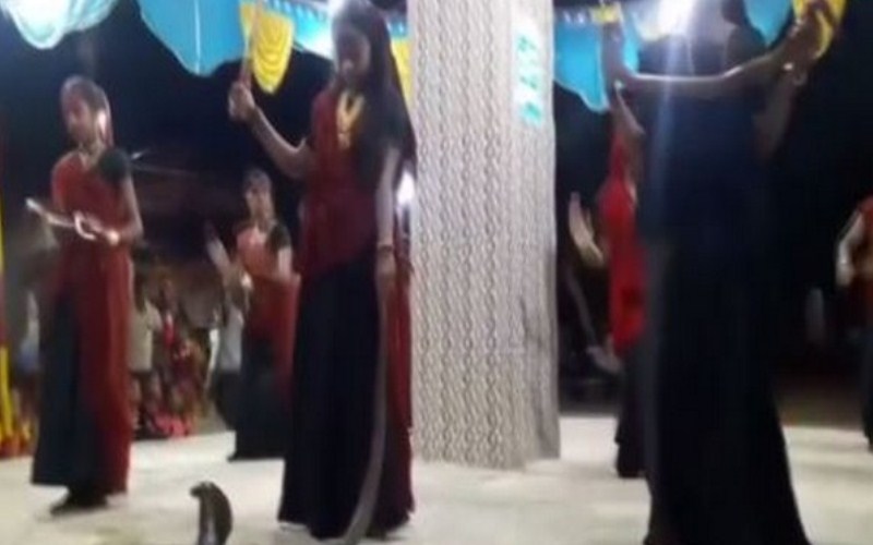 Gujarat: Women perform Garba with snakes in Junagarh, five held