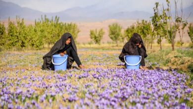 Saffron flowers in Herat
