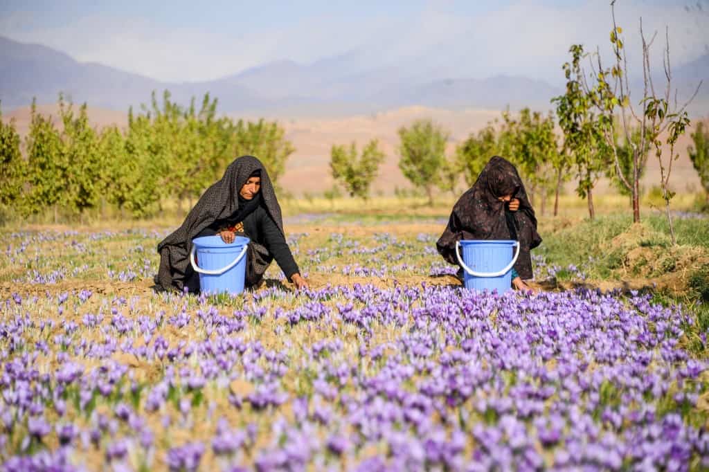 Saffron flowers in Herat
