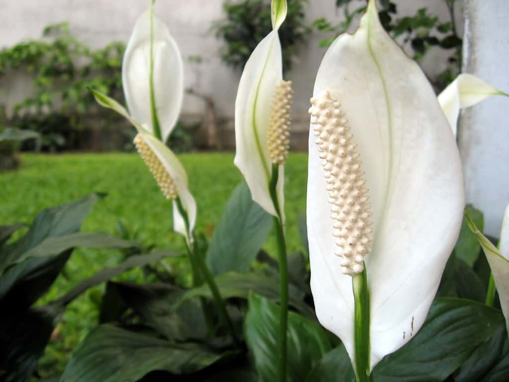 Plants better than tech for reducing air pollution: Study